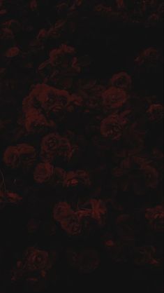 a bunch of red flowers on a black background with no image in the frame to describe