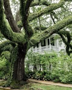 a white house surrounded by lush green trees