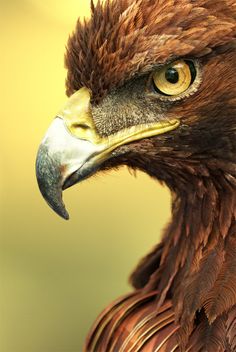 the head and shoulders of a large brown bird