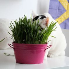 a cat sitting on a table next to a potted plant with grass in it