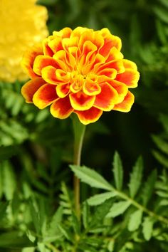 an orange and yellow flower with green leaves