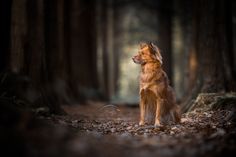 a dog sitting in the middle of a forest looking up at something to his left