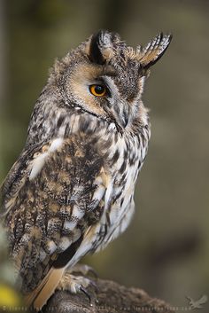 an owl sitting on top of a tree branch