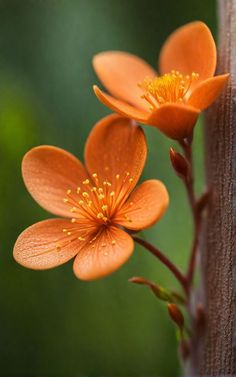 an orange flower is growing on the side of a wooden post