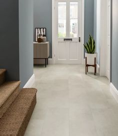 a hallway with blue walls and carpeted steps leading up to the front door is flanked by a potted plant