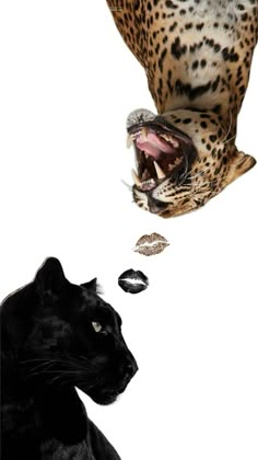 two black cats and one leopard are facing each other with their mouths open in front of them