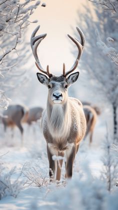 a deer with large antlers standing in the middle of snow covered trees and bushes