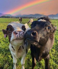 two cows standing next to each other in a field with a rainbow in the background