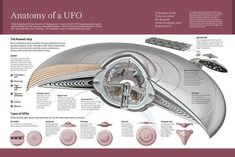 the anatomy of a whale is shown in this diagram, with information about its features