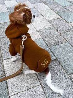 a small dog wearing a brown coat and leash