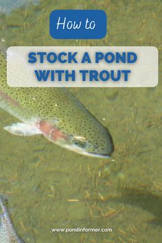 a fish in the water with text overlay how to stock a pond with trout