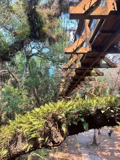 a wooden walkway in the middle of a forest with trees and plants growing on it