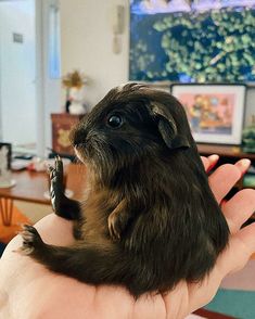 a person holding a small animal in their hand