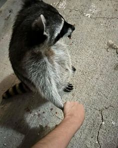 a raccoon standing on its hind legs looking at someone's hand