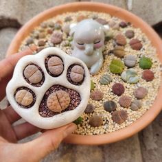 a person holding a small animal paw toy in front of a bowl of rocks and gravel