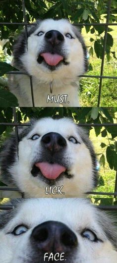 two different pictures of a husky dog with its tongue out and the caption that says,