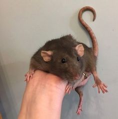 a hand holding a rat on top of it's head in front of a wall