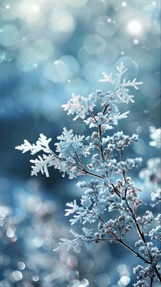 snow flakes on the branches of a tree in front of blue and white blurry background