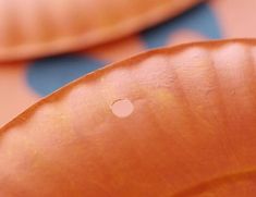 an apple is sitting on top of a brown paper plate with polka dot designs in the background