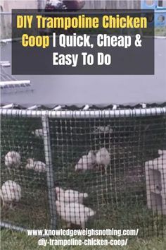 a group of sheep in a cage with the words diy trampoline chicken coop i quick, cheap & easy to do