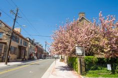 a street lined with houses and flowering trees