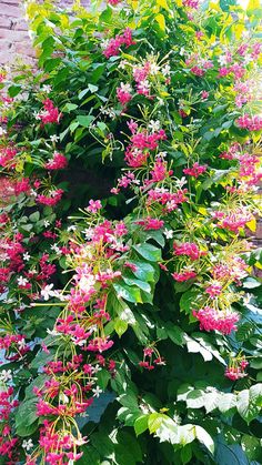 pink and white flowers growing on the side of a building