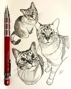 Cat Pen Sketch, Cat Face Sketch, Cat Sketching, Sketch Book Ideas Aesthetic, Sketch Cat, Sketch Book Ideas, Simple Cat Drawing, Cute Sketch