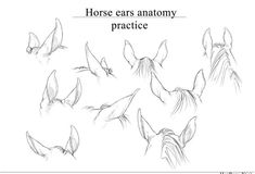 horses'ears and their anatomy are shown in this hand - drawn drawing, with the words horse ears anatomy practice written below