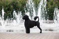 a black poodle standing in front of a water fountain