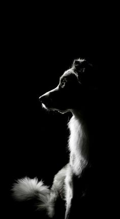 a black and white photo of a dog in the dark