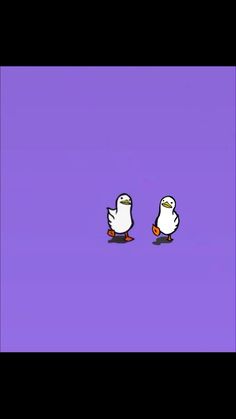 two white birds standing next to each other on a purple background