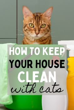 a cat sitting on top of a counter next to cleaning supplies and bottles with the words how to keep your house clean with cats