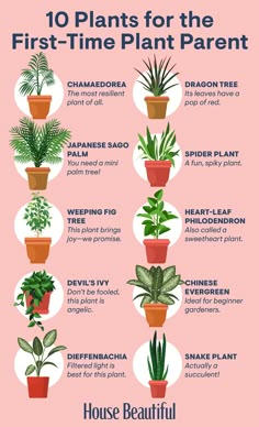 the houseplants for the first - time plant parent is shown in this poster