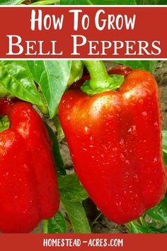 red bell peppers growing in the garden with text overlay how to grow bell peppers