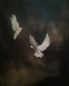 two white doves flying in the night sky