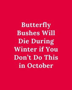 the words butterfly bushes will die during winter if you don't do this in october