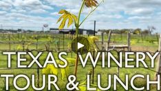 the texas winery tour and lunch logo is shown in front of an image of a field