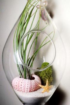 an air plant in a glass vase filled with sand and seaweed on a shelf