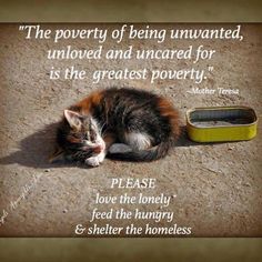 a cat laying on the ground next to a box with a quote about poverty and being unwanted