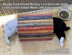 a cat laying on top of a pile of wood next to a bowl of food