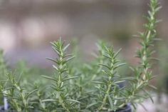 a close up of some plants in a pot