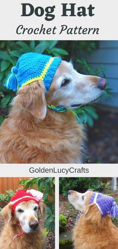 Three images of golden retriever dressed in crocheted hats. Crochet Dog Hat Free Pattern With Ear Holes, Crochet Dog Hat Large, Crochet Dog Winter Hat, Crochet Beanie For Dogs, Dog Hood Crochet Pattern, Crocheted Dog Hats Free Pattern, Crochet Large Dog Hat, How To Crochet A Dog Hat, Dog Beanie Crochet Pattern