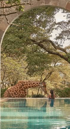 a giraffe standing next to a pool under a tree