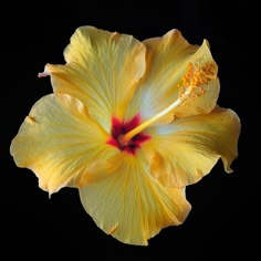 a large yellow flower with red stamens on it's middle petale