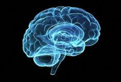 Brain Models, Brain Size, Online Course Design, The Human Brain, Alpha Lipoic Acid, Psychological Well Being, Brain Activities, Human Brain, Neurology