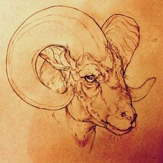 a drawing of a ram with large horns