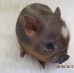 a small brown animal sitting on top of a white blanket