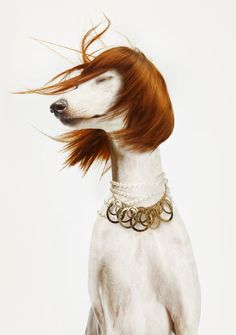 a white dog with red hair and gold bracelets on it's neck looking to the side