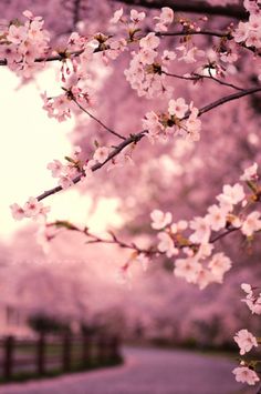 pink flowers are blooming on the branches of trees in front of a park bench