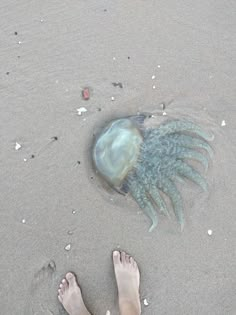 a jellyfish on the beach with its head in the sand